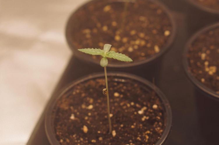 Zesty Bliss - Paradise Seeds. Week 1 - 06.08. D5