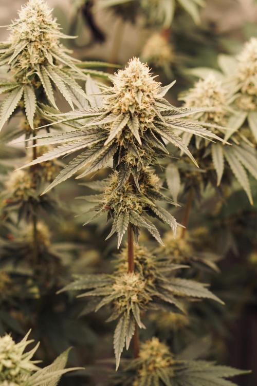 F026 - The Tropical Ice Cream One - SSSC. Week 12 - 06.08. F39