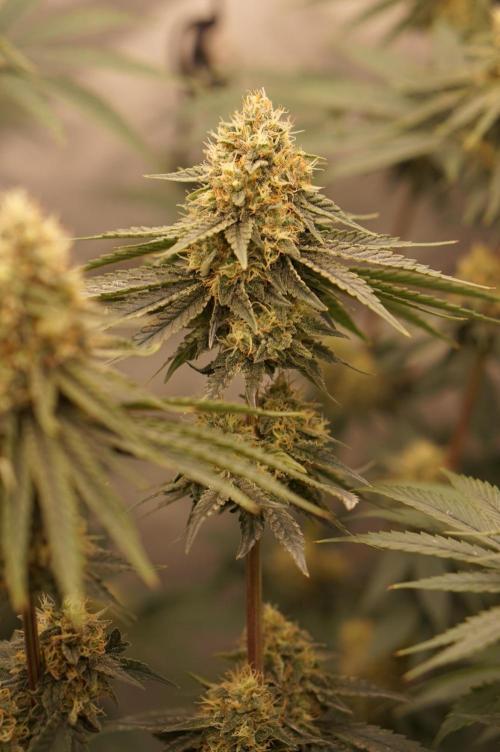 F026 - The Tropical Ice Cream One - SSSC. Week 12 - 08.08. F41