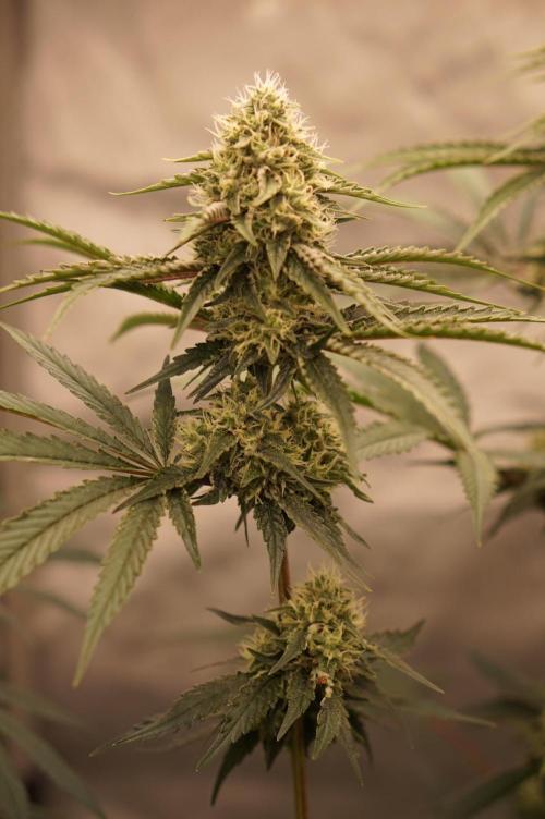 F026 - The Tropical Ice Cream One. Week 12
