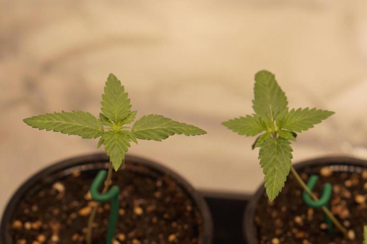 Zesty Bliss - Paradise Seeds. Week 2 - 10.08. D9