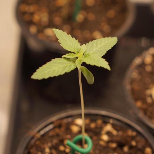 Zesty Bliss - Paradise Seeds. Week 2 - 10.08. D9
