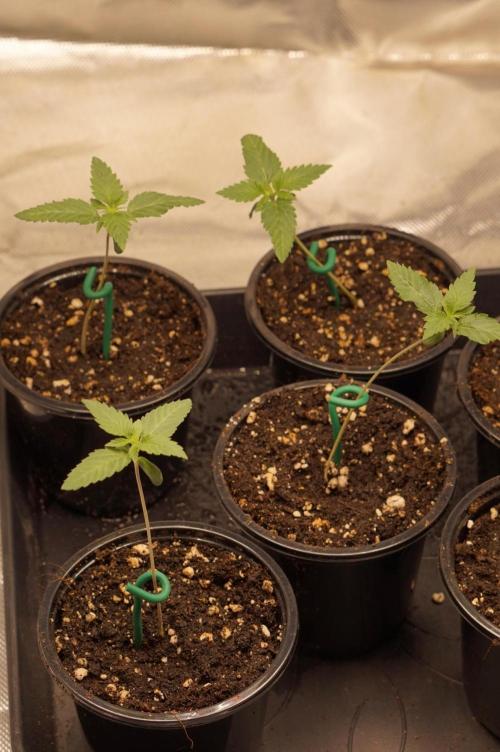 Zesty Bliss - Paradise Seeds. Week 2 - 10.08. D9