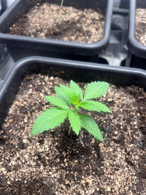 Zesty Bliss - Paradise Seeds. Week 2 - 13.08. D12