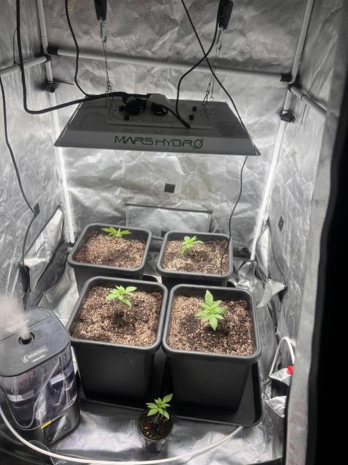 Zesty Bliss - Paradise Seeds. Week 2 - 13.08. D12