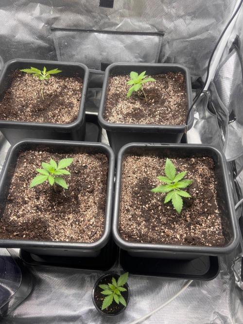 Zesty Bliss - Paradise Seeds. Week 2 - 13.08. D12