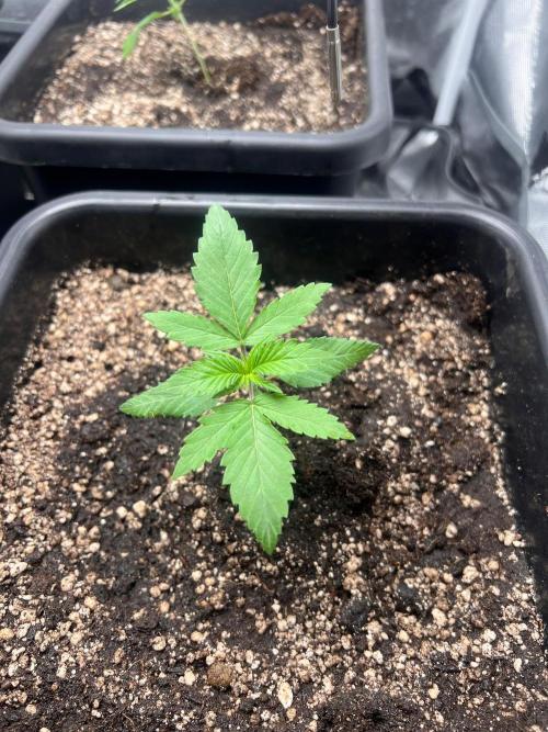 Zesty Bliss - Paradise Seeds. Week 2 - 13.08. D12