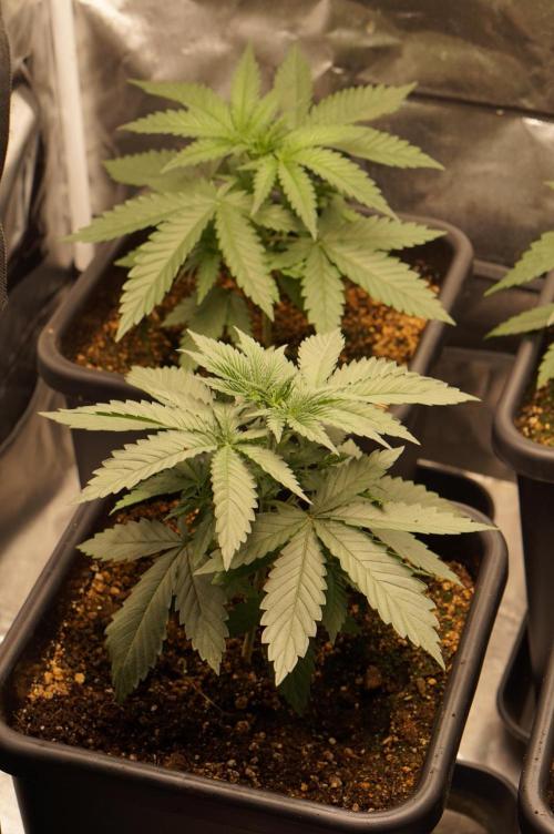 Zesty Bliss - Paradise Seeds. Week 3 - 22.08. D21