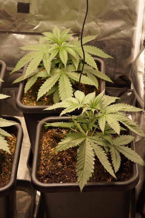 Zesty Bliss - Paradise Seeds. Week 3 - 22.08. D21
