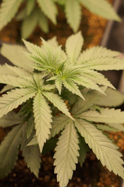 Zesty Bliss - Paradise Seeds. Week 3 - 22.08. D21