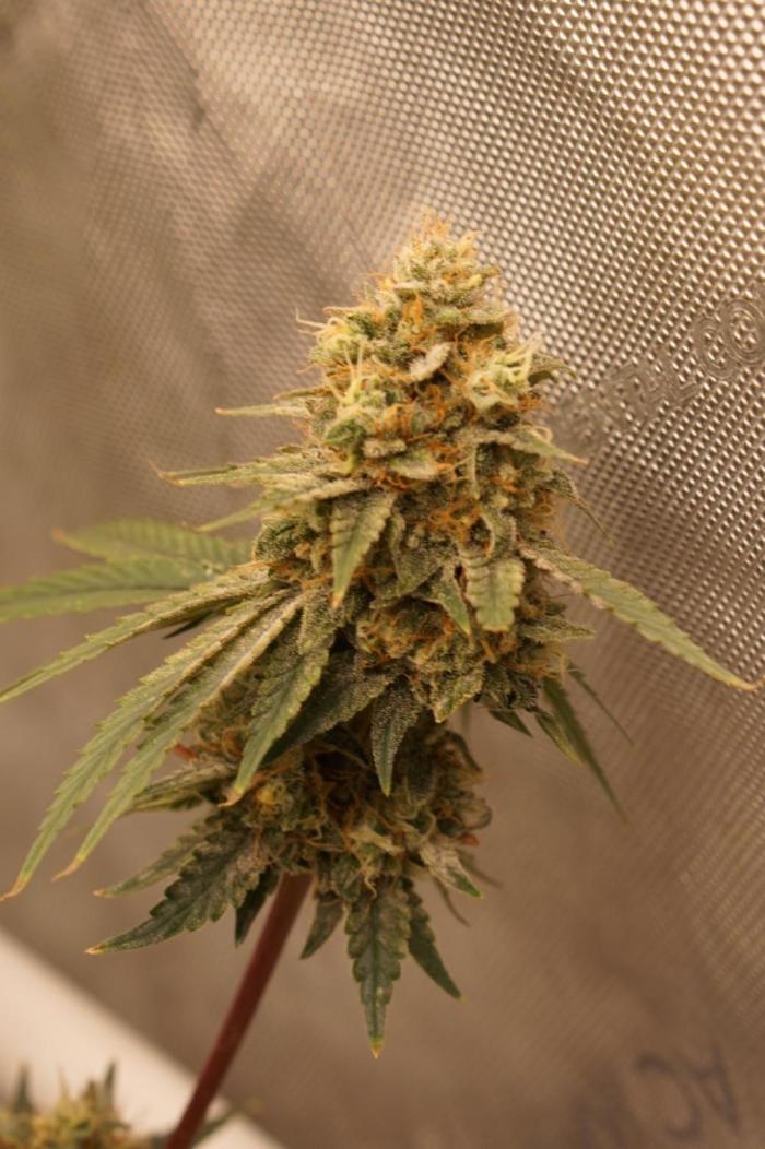 F026 - The Tropical Ice Cream One - SSSC. Week 13 - 15.08. F49