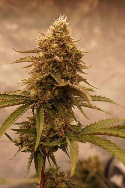 F026 - The Tropical Ice Cream One - SSSC. Week 14 - 22.08. F56