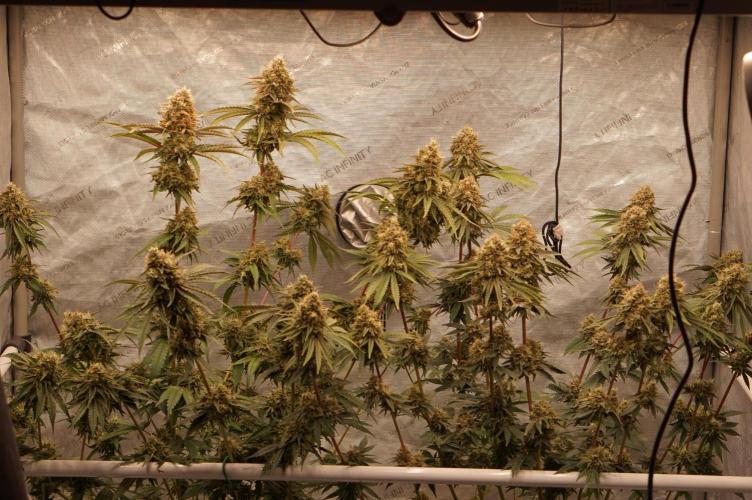 F026 - The Tropical Ice Cream One - SSSC. Week 14 - 22.08. F56