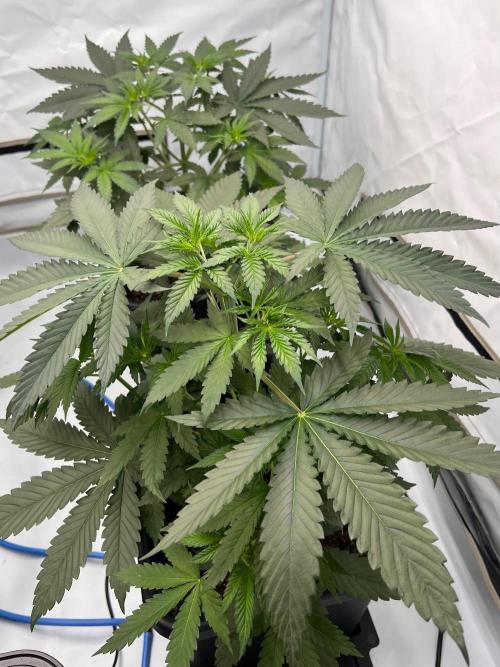 Zesty Bliss - Paradise Seeds. Week 4 - 29.08. D28