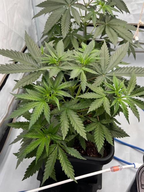 Zesty Bliss - Paradise Seeds. Week 4 - 29.08. D28