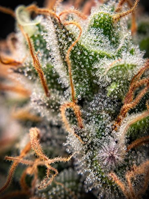 F026 - The Tropical Ice Cream One - SSSC. Week 15 - 29.08. F63 Not Ready 