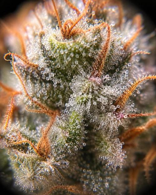 F026 - The Tropical Ice Cream One - SSSC. Week 15 - 29.08. F63 Not Ready 