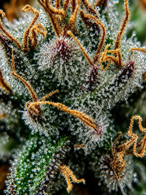 F026 - The Tropical Ice Cream One - SSSC. Week 15 - 31.08. F65