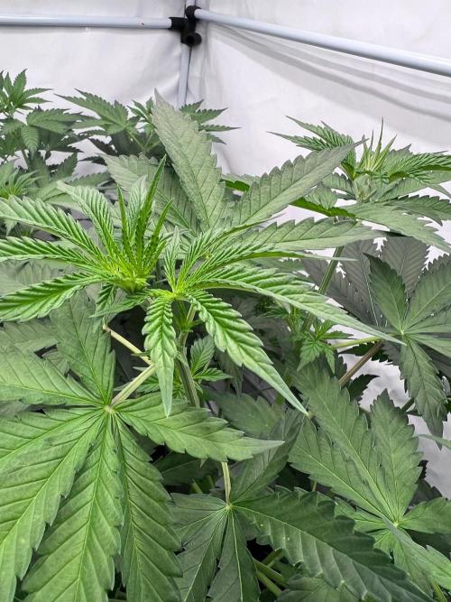 Zesty Bliss - Paradise Seeds. Week 5 - 04.09. F6