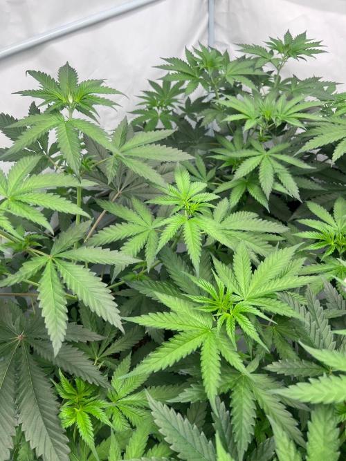 Zesty Bliss - Paradise Seeds. Week 5 - 04.09. F6