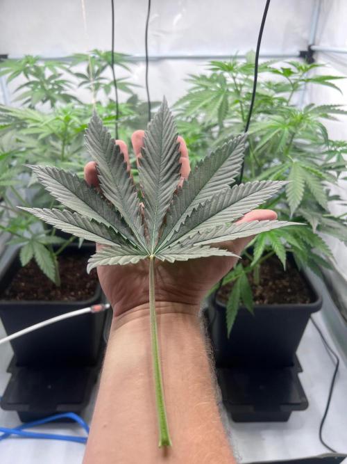Zesty Bliss - Paradise Seeds. Week 5 - 04.09. F6