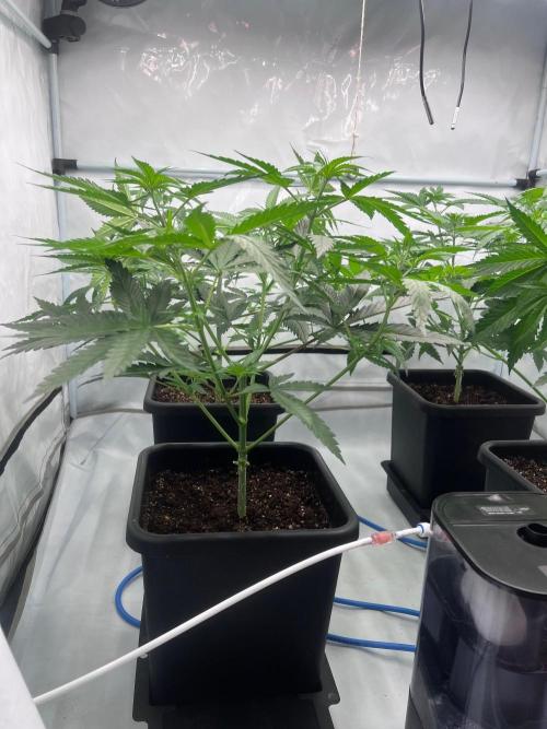Zesty Bliss - Paradise Seeds. Week 5 - 04.09. F6