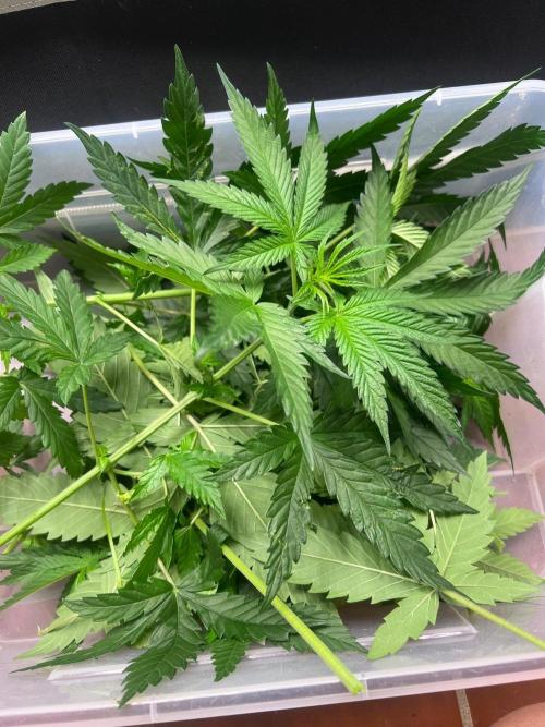 Zesty Bliss - Paradise Seeds. Week 5 - 04.09. F6