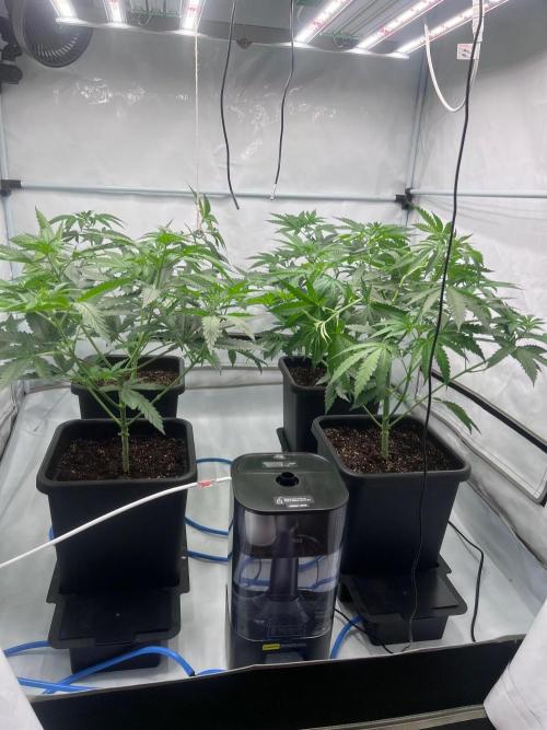 Zesty Bliss - Paradise Seeds. Week 5 - 04.09. F6