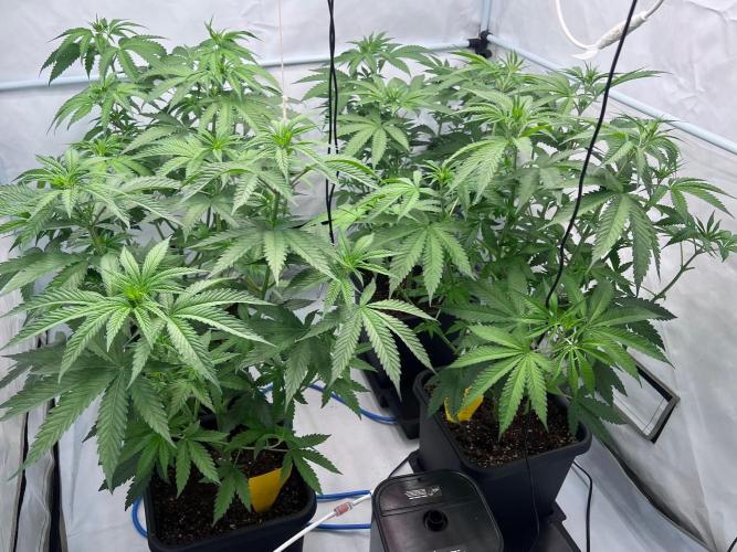 Zesty Bliss - Paradise Seeds. Week 6 - 10.09. F12
