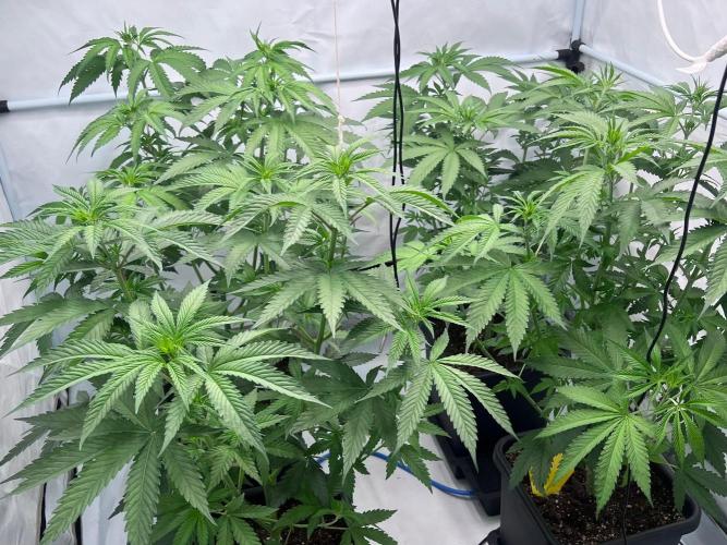 Zesty Bliss - Paradise Seeds. Week 6 - 10.09. F12