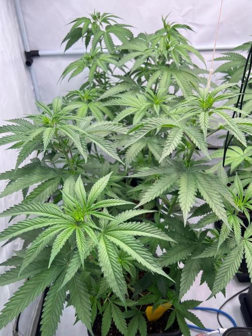 Zesty Bliss - Paradise Seeds. Week 6 - 10.09. F12