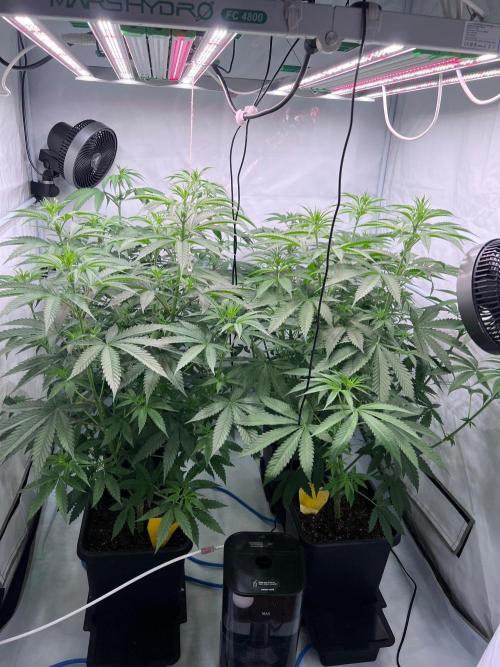 Zesty Bliss - Paradise Seeds. Week 7 - 14.09. F16 Before