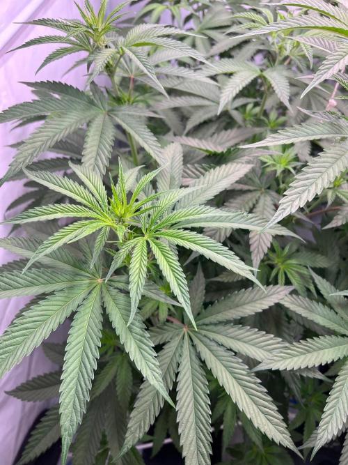 Zesty Bliss - Paradise Seeds. Week 7 - 14.09. F16 Before