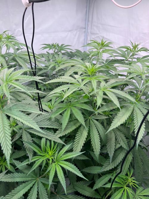 Zesty Bliss - Paradise Seeds. Week 7 - 14.09. F16 Before