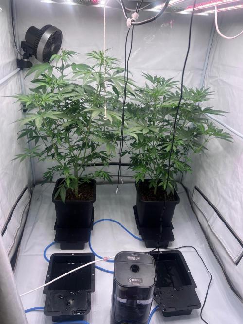 Zesty Bliss - Paradise Seeds. Week 7 - 14.09. F16 Before