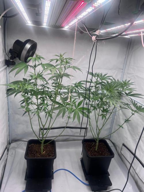 Zesty Bliss - Paradise Seeds. Week 7 - 14.09. F16 After