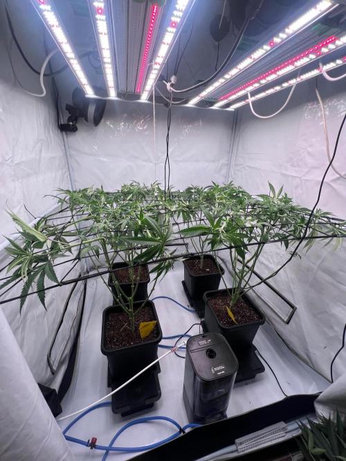 Zesty Bliss - Paradise Seeds. Week 7 - 14.09. F16 After