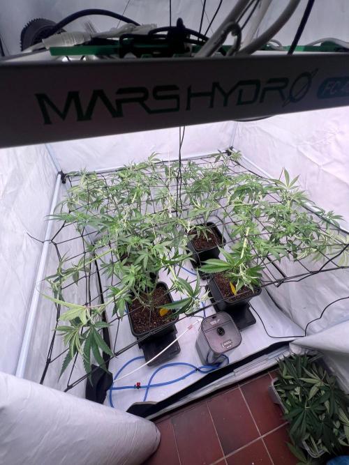 Zesty Bliss - Paradise Seeds. Week 7 - 14.09. F16 After