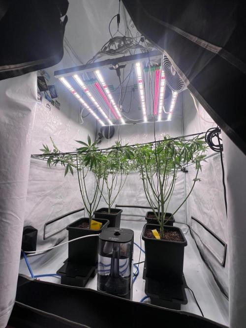 Zesty Bliss - Paradise Seeds. Week 7 - 14.09. F16 After