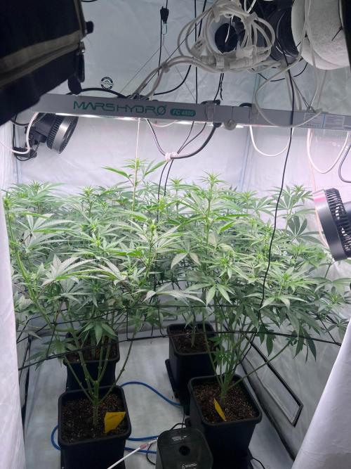Zesty Bliss - Paradise Seeds. Week 8 - 20.09. F22