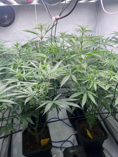 Zesty Bliss - Paradise Seeds. Week 8 - 20.09. F22