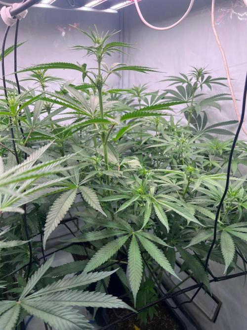 Zesty Bliss - Paradise Seeds. Week 8 - 20.09. F22