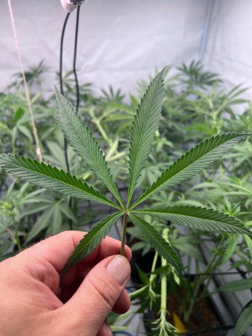 Zesty Bliss - Paradise Seeds. Week 8 - 20.09. F22