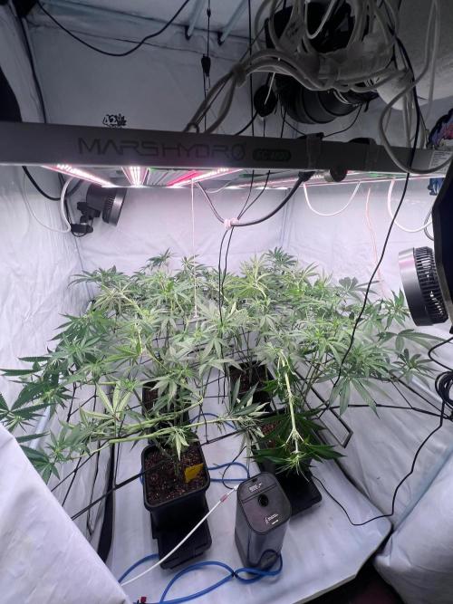 Zesty Bliss - Paradise Seeds. Week 8 - 20.09. F22