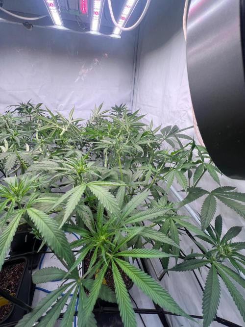 Zesty Bliss - Paradise Seeds. Week 8 - 20.09. F22