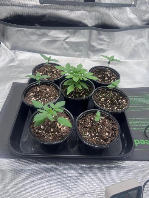 RS11 - F1 HYBRID. Week 1
