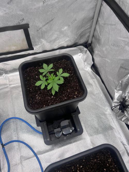 RS11 - F1 HYBRID. Week 2