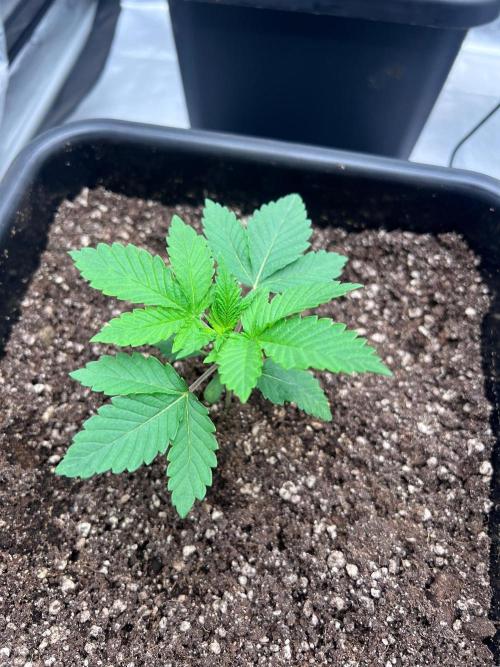 RS11 - F1 HYBRID. Week 2