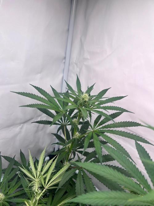 Zesty Bliss - Paradise Seeds. Week 8 - 25.09. F27