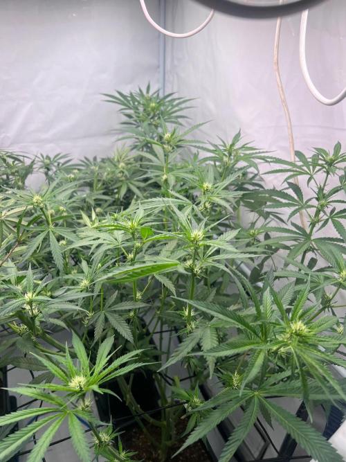 Zesty Bliss - Paradise Seeds. Week 8 - 25.09. F27